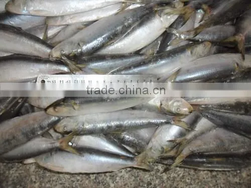 Frozen Whole Round new arrival sardine caught by Light seine 140 - 200 pcs