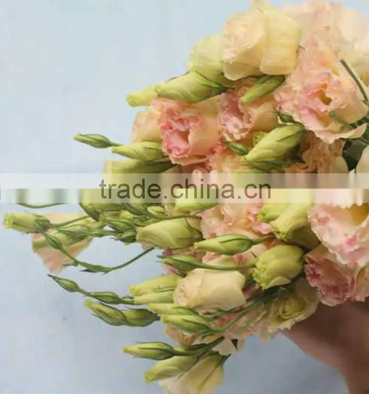 Best quality useful natural flower eustoma