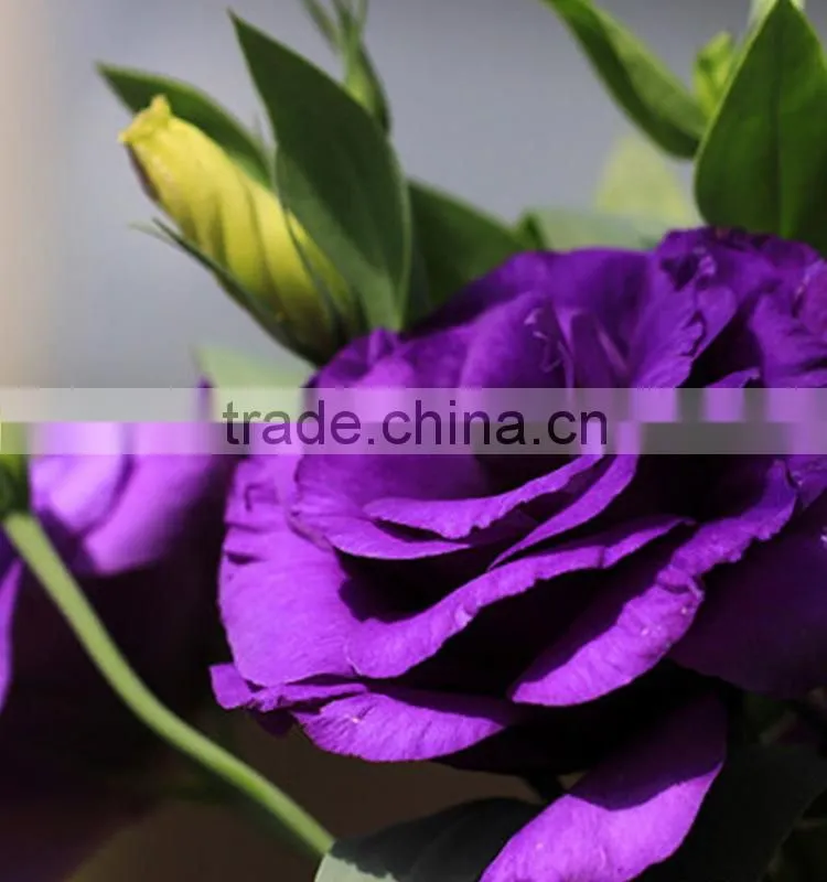 Top grade hot selling fresh cut flower eustoma wholesale