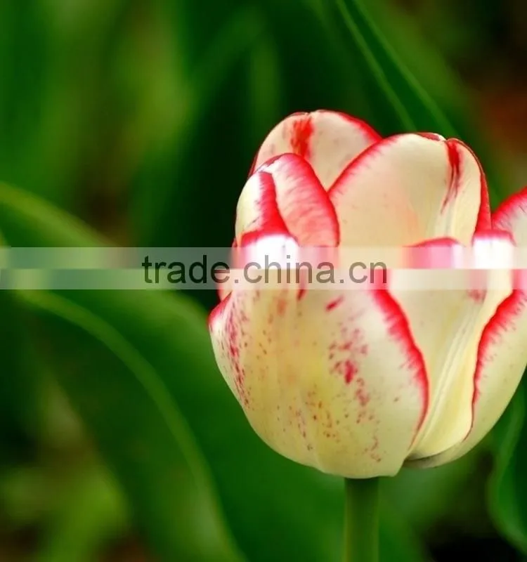 Fashion Crazy Selling decorative tulip
