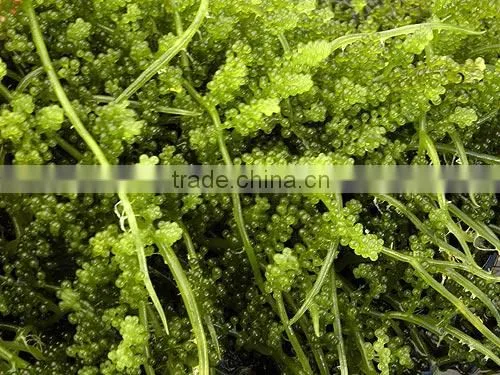 GREEN CAVIA SEAWEED