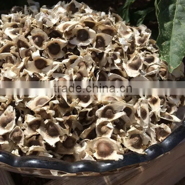 buy pkm1 moringa seeds from india