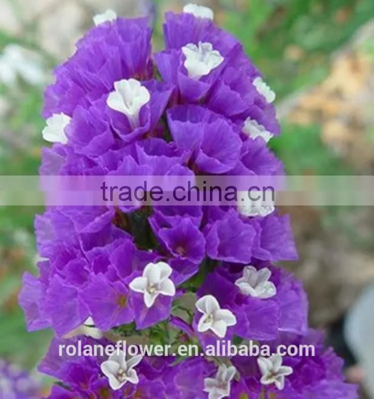 hot selling reasonable price purple myosotis for favors wedding
