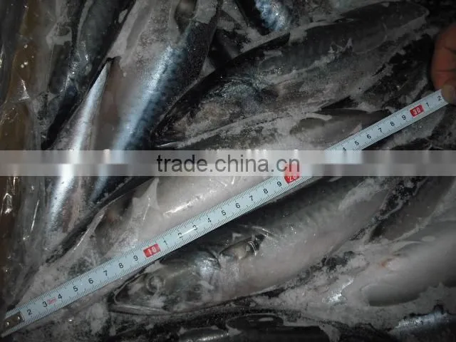 Frozen JAPAN Mackerel whole round
