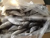 Bulk pack frozen horse mackerel BQF from China