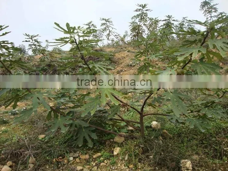 Fig & Ficus carica seedling