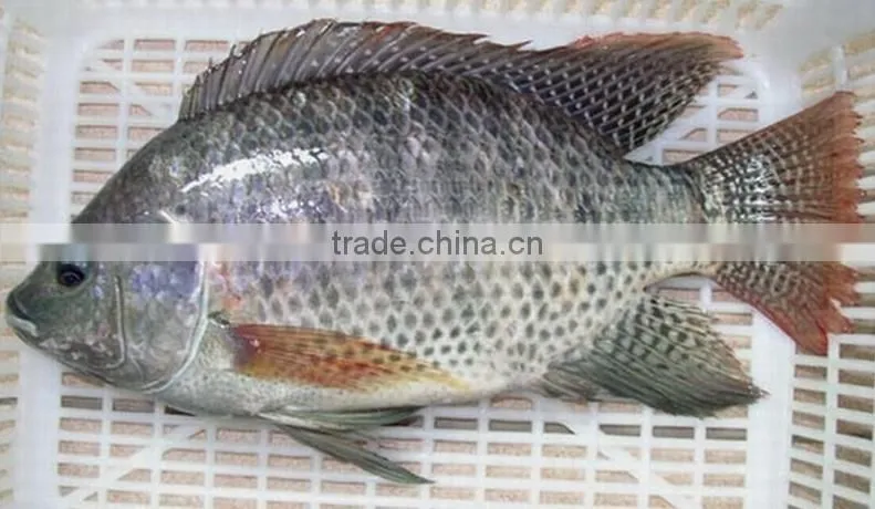 Whole sale Farm Raising Frozen Tilapia Fish