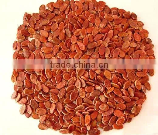 Black watermelon seeds in 11cm, 2013 crop