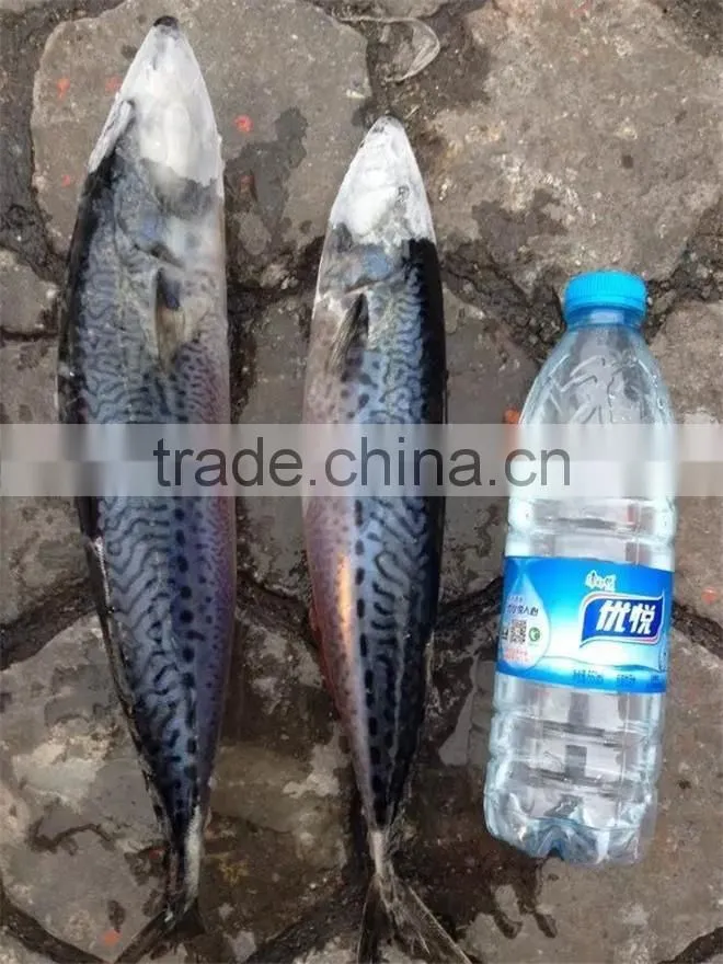 frozen good quality pacific mackerel