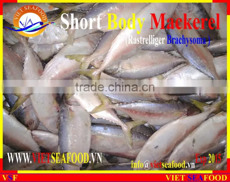 FROZEN SHORT BODY MACKEREL W/R