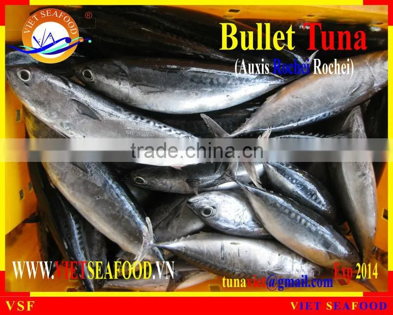 FROZEN W/R BULLET TUNA