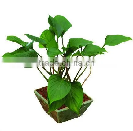 Beautiful garden deocraitve plant stone bonsai