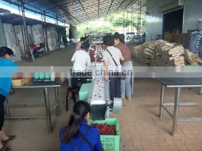 china paper bagged fresh cherries