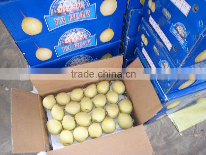 Fresh Shandong Pear 60-70-80 in 15kg Carton
