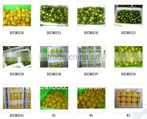 Chinese fresh sweet navel orange