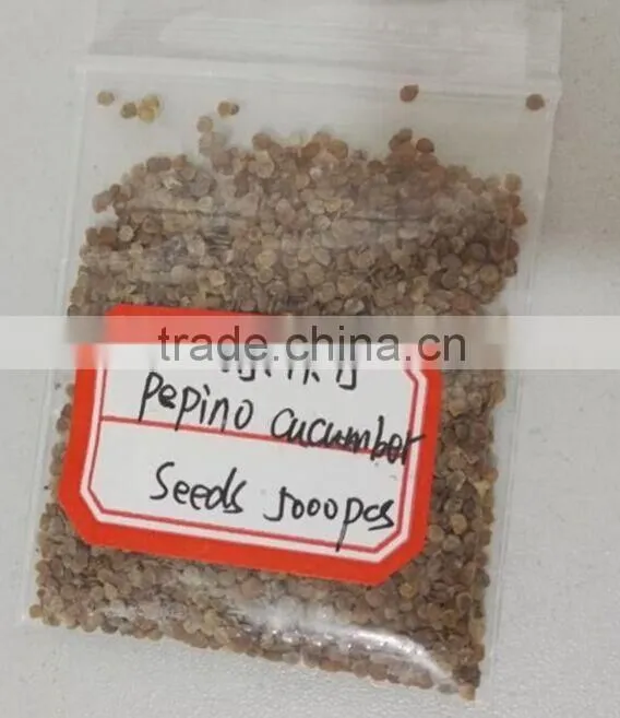 Pepino Seed Pepino Cucumber Seeds For Cultivation Germination rate above 93%