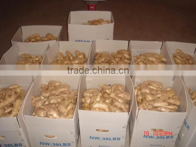 Fresh dry ginger