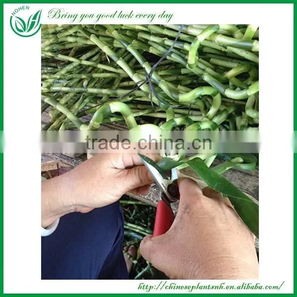 indoor decoration sanderiana dracaena spiral lucky bamboo wholesale