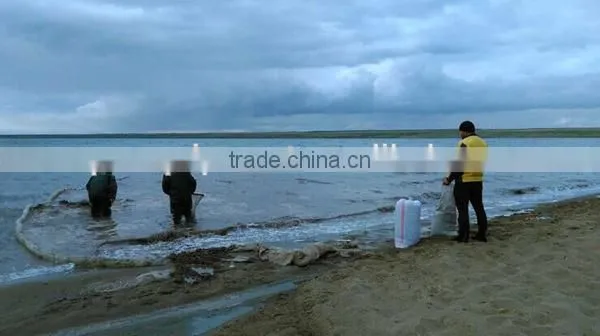 China Artemia cysts for Sale