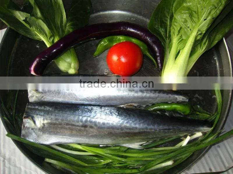 Frozen Whole Round Spanish Mackerel 1000-1500g