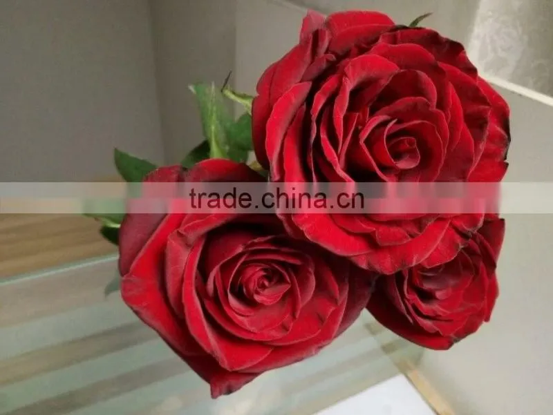 2016 Hot Sale Decorative Rose Flower Valentine's Day Occasion Fresh Cut Rose Flower Single Head