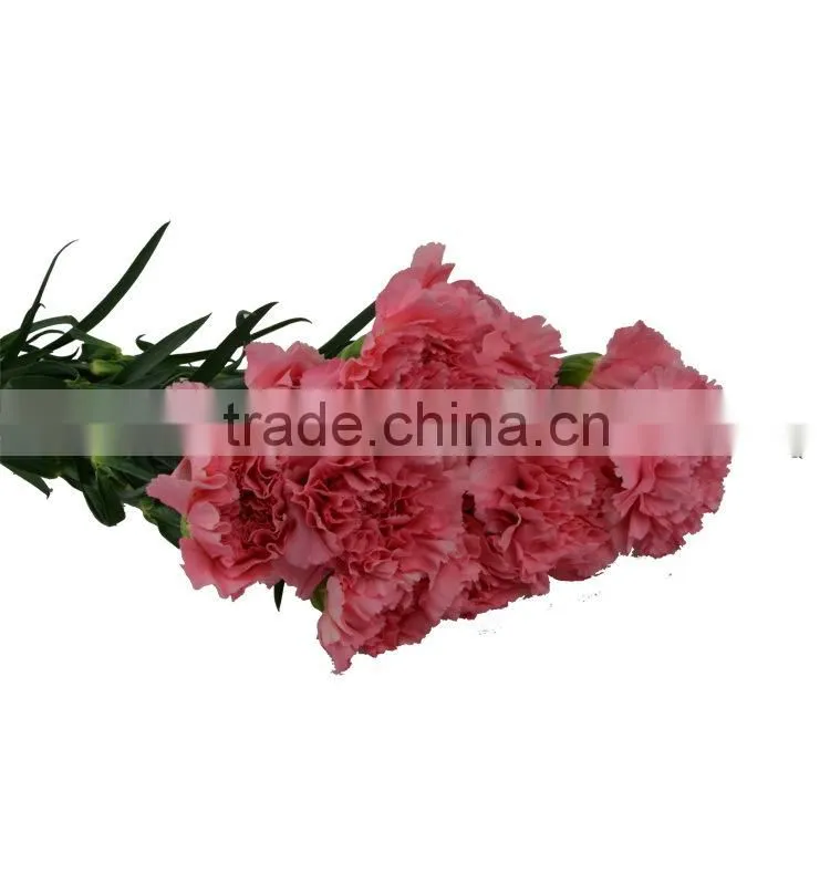 Top quality deep pink hot pink carnation