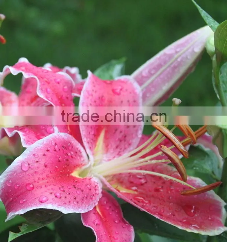 Fashionable Tiber natural pink fresh lily