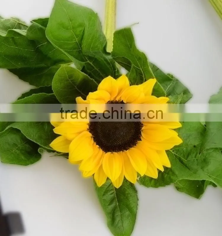 Good quality new products blue fresh cut sunflowers
