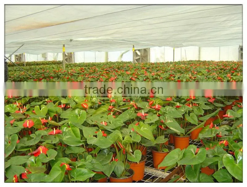 Greenhouse Film Fastening , Anti-High Wind