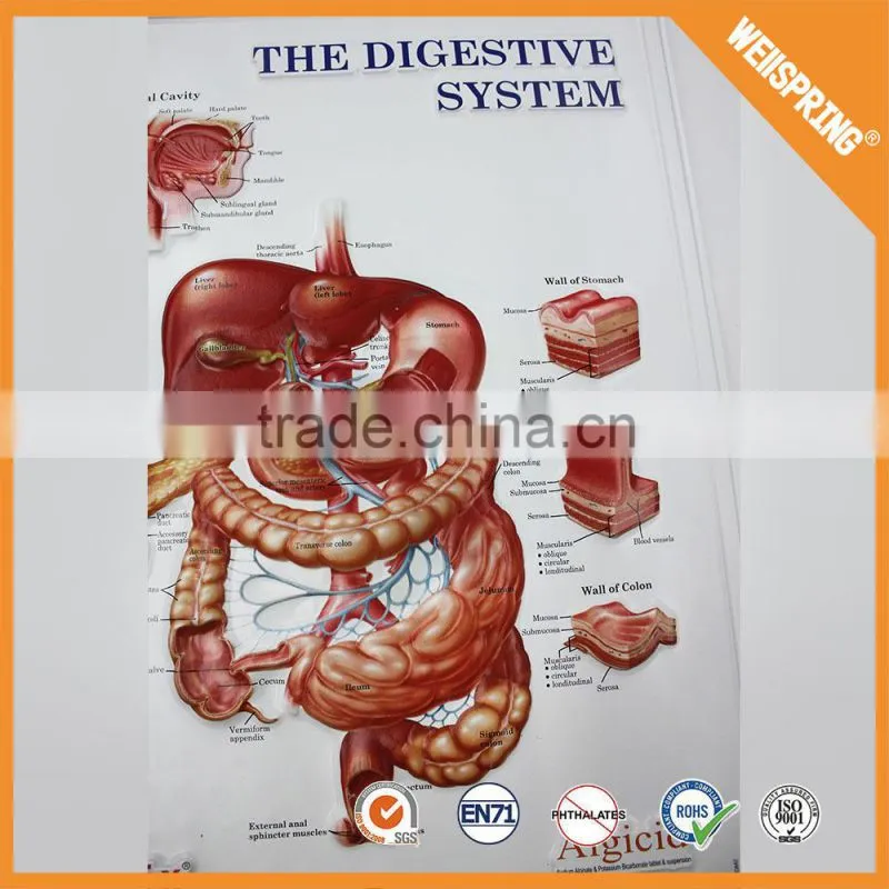 Big sale custom sizeeducational medical chart