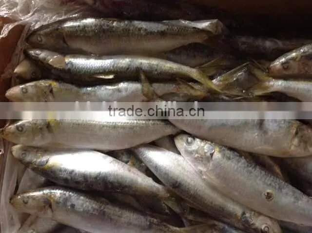 Size 8-10 pcs/kg Frozen Sardine Whole