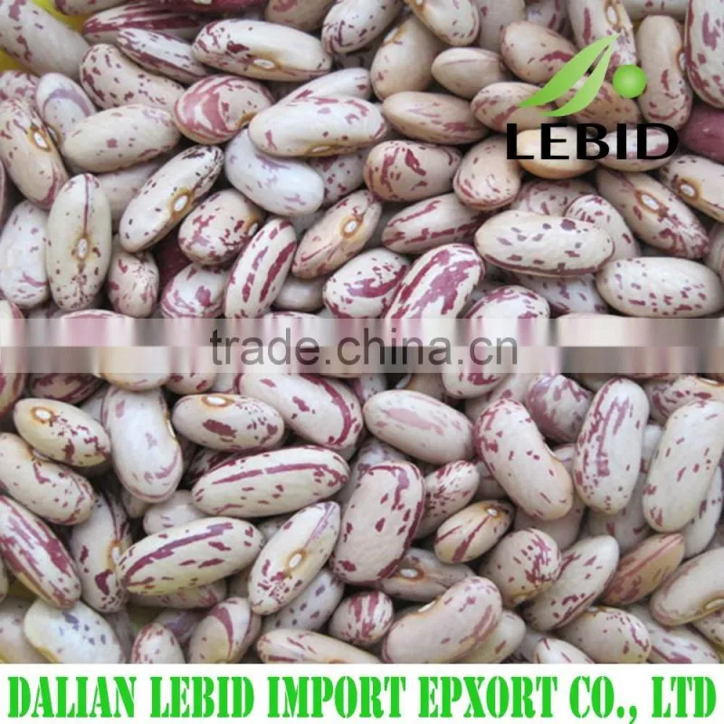 High quality white kidney beans spanish type
