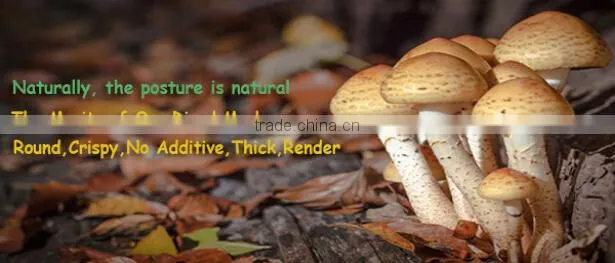 lentinus edodes/mushroom champignon/champignon mushroom