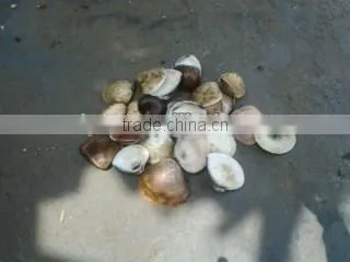Diesel engine driven 1mm-50mm sea shell crusher
