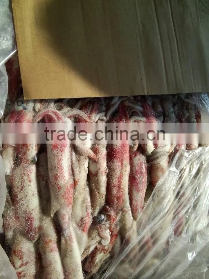 Frozen Loligo Squid Chinensis