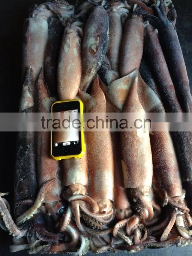 fishing lure of japanese squid