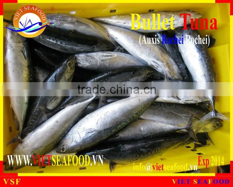 W/R FROZEN BULLET TUNA