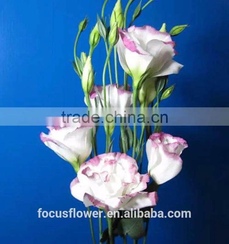 Wholesale Pink Eustoma Flowers From Yunnan China