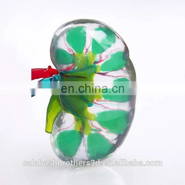 Surgical Training Manikin MJP 3D Printing Color Organ Model
