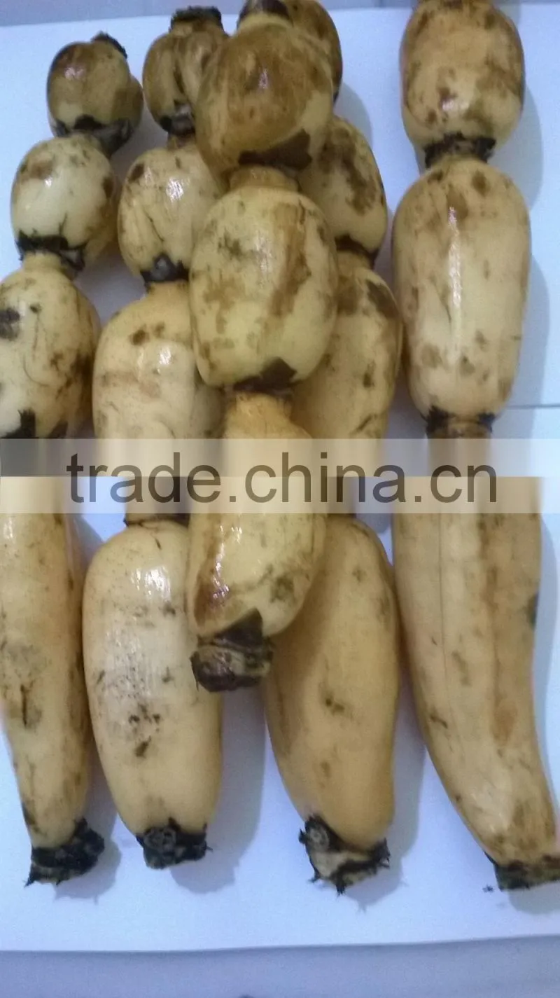 FRESH LOTUS ROOT WITH BEST PRICE AND GOOD QUANLITY