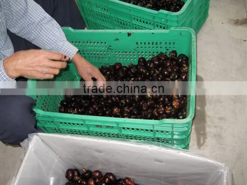 wholesale good fresh water chestnut on sale