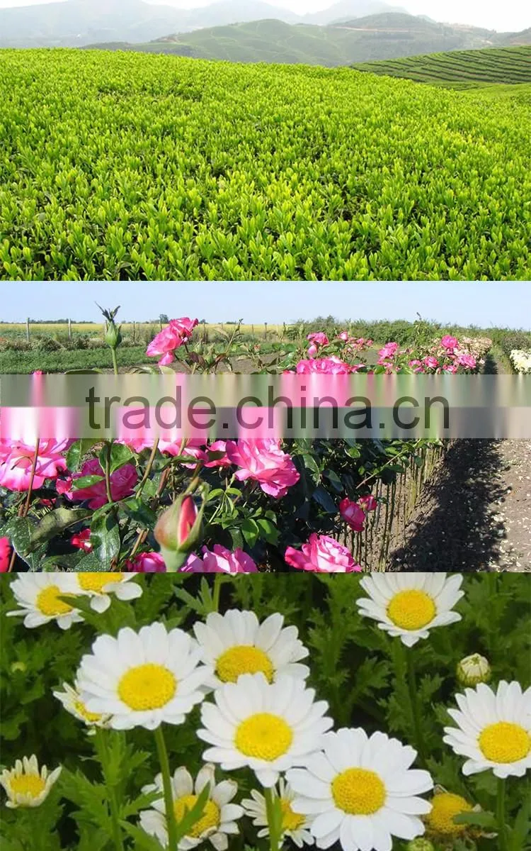 New Products Chamomile Rose Silver Needle White Tea