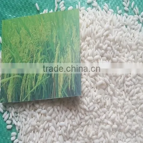BEST PRICE VIETNAM 10% BROKEN GLUTINOUS RICE FOR THE MARKET IN TAIWAN
