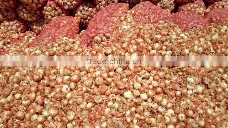 super quality grade a egyptian onions