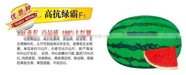 2015 High Diseases Resistance Hybrid F1 Sweet Watermelon Seeds For Growing-High Resistnace Green Lord F1