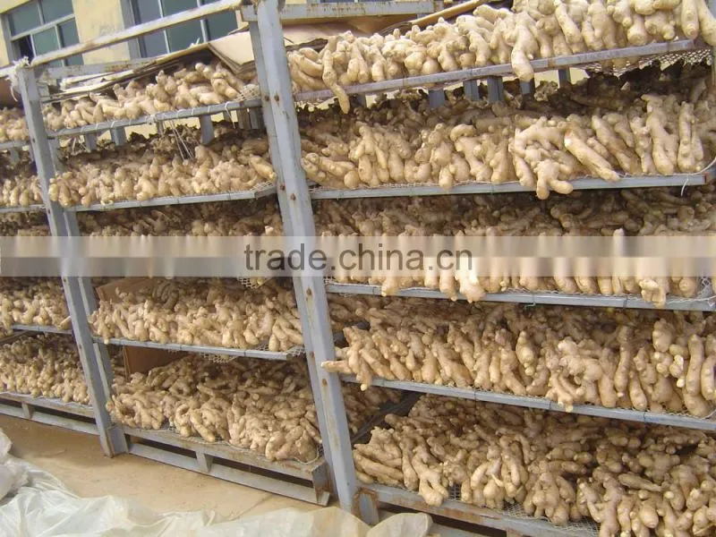 Chinese organic air dried ginger