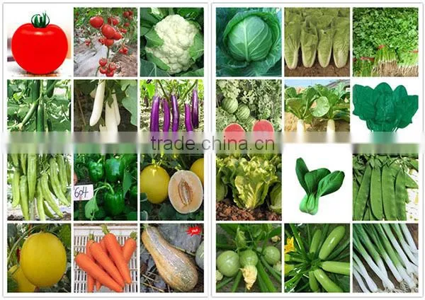NOK01 Siqu hybrid okra seeds,okra seed price