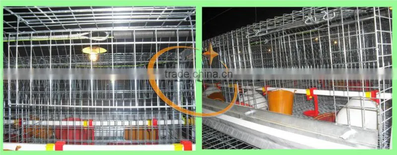 TAIYU Farm Broiler