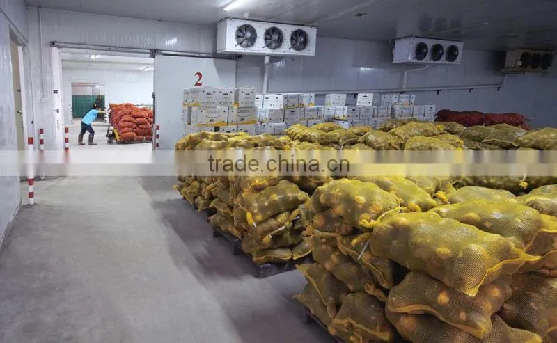 Chinese vegetable fresh arrow root on sale