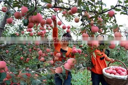 New Qinguan apple